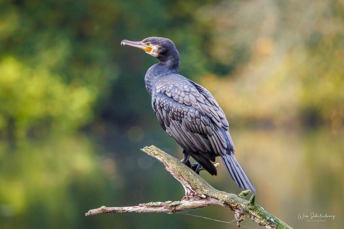 Great Cormorant - ML643944749