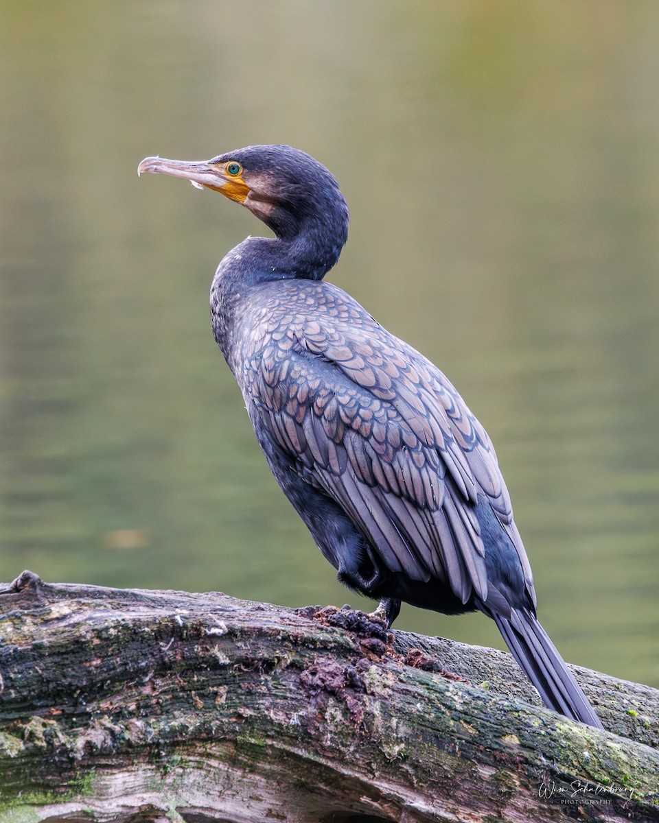 Great Cormorant - ML643944750