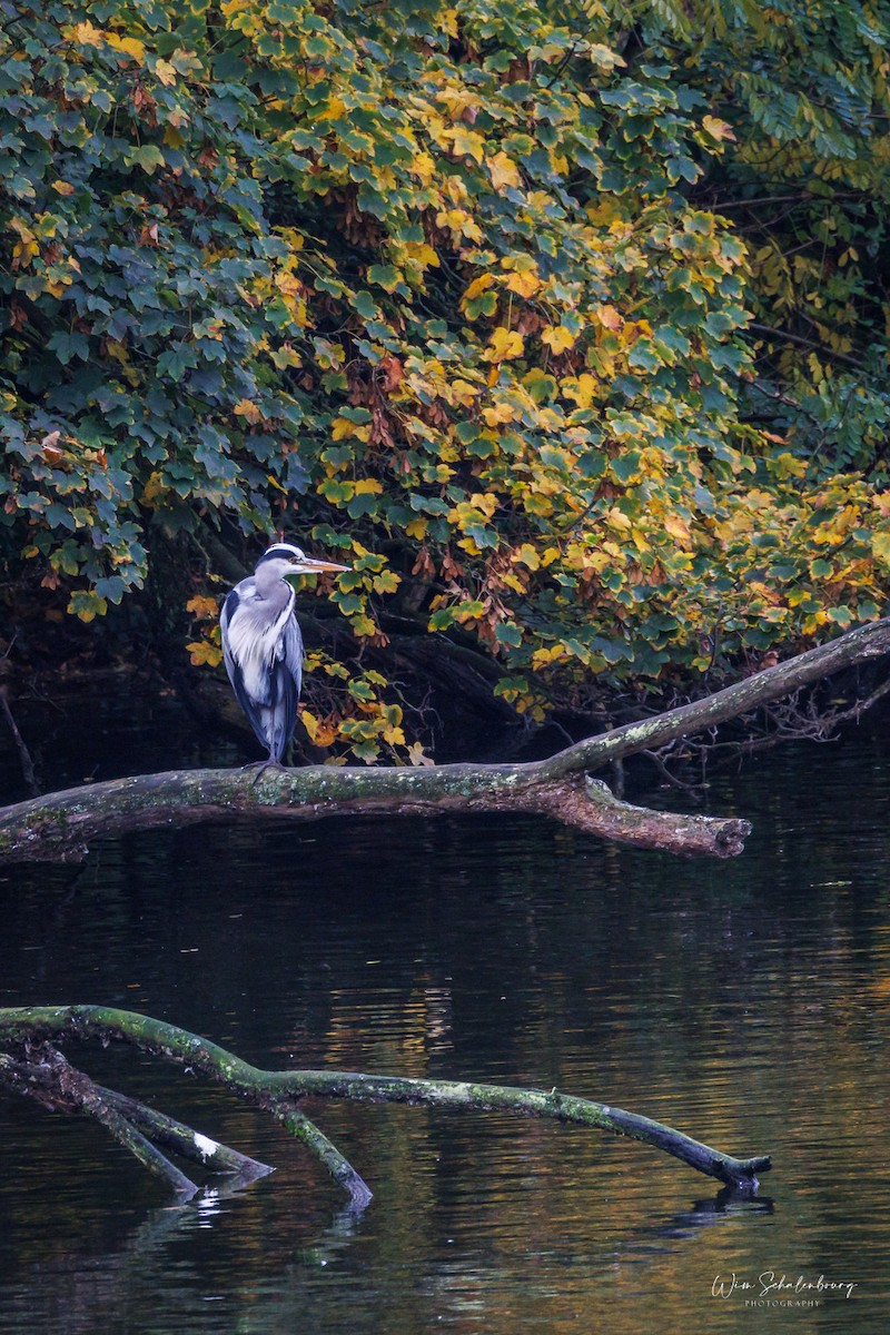 Gray Heron - ML643944757