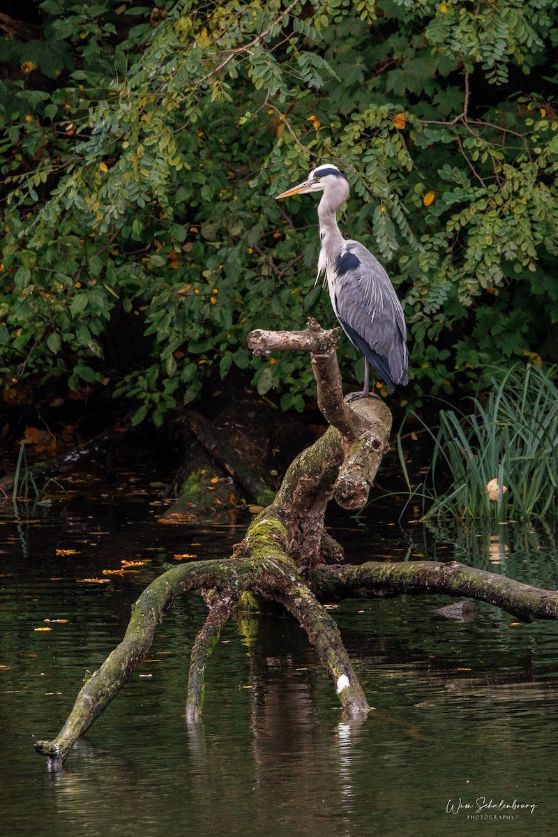 Gray Heron - ML643944758