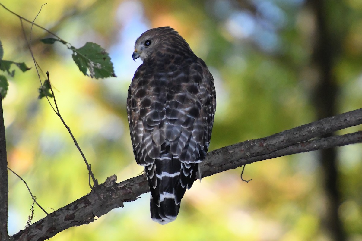 Red-shouldered Hawk - ML643944760