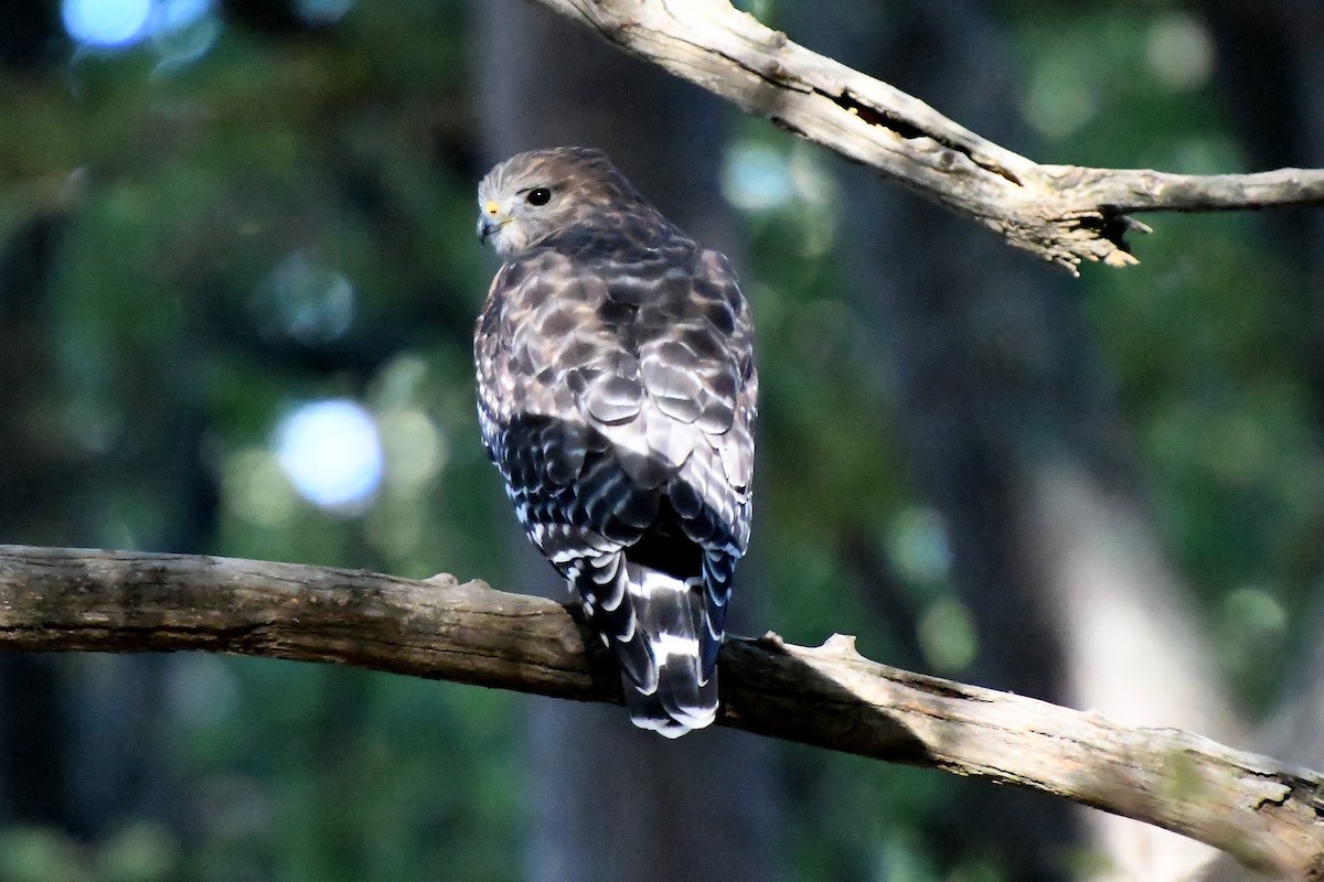 Red-shouldered Hawk - ML643944761