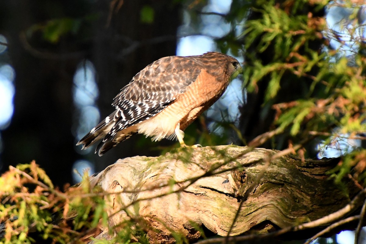 Red-shouldered Hawk - ML643944764