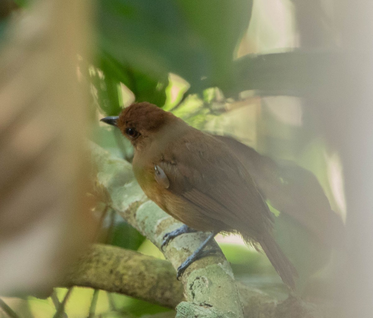 White-shouldered Antshrike - ML643944767