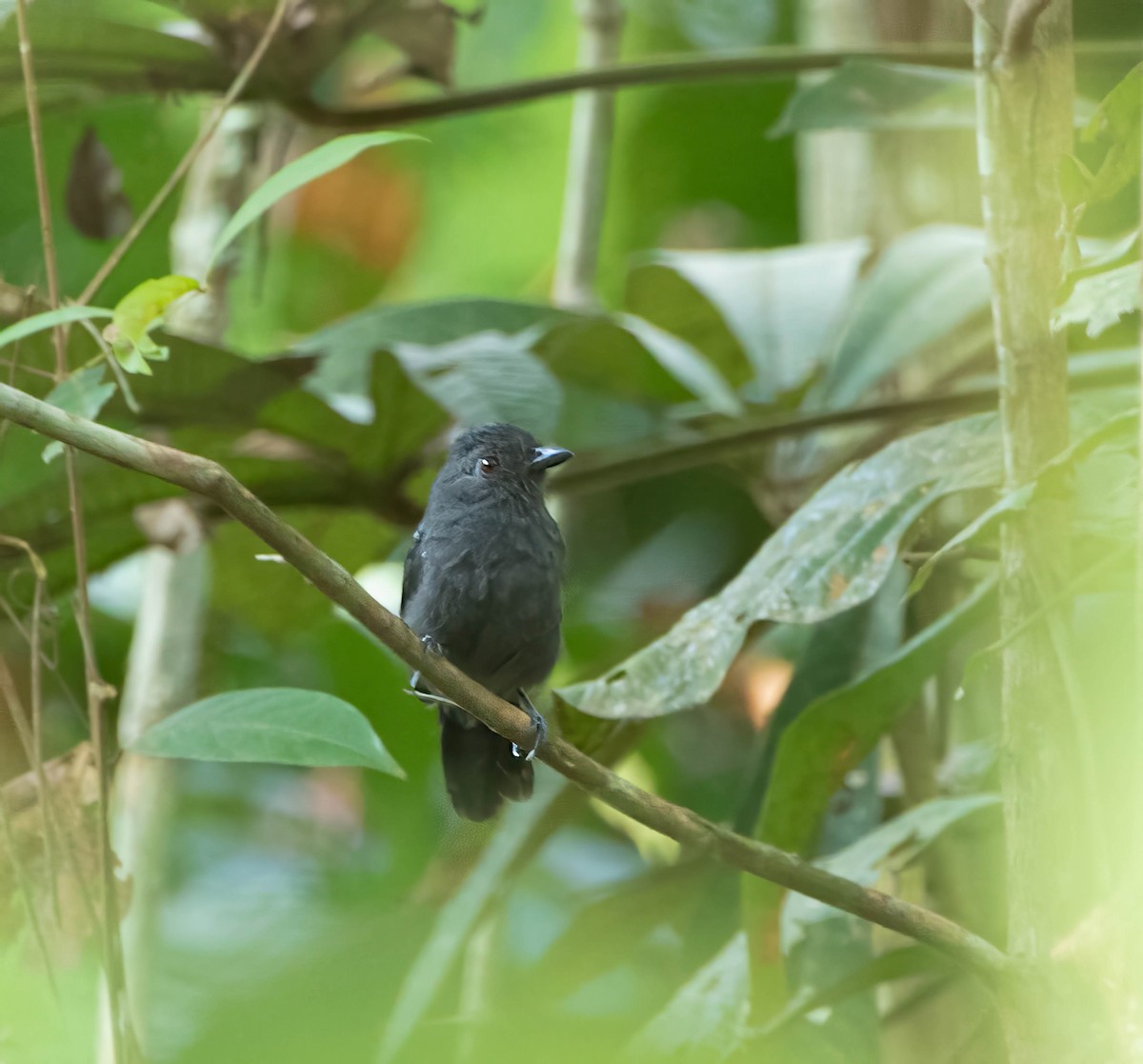White-shouldered Antshrike - ML643944769