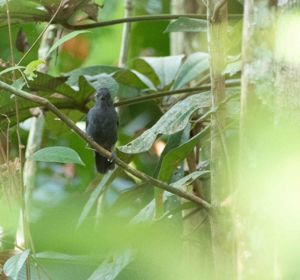 White-shouldered Antshrike - ML643944770