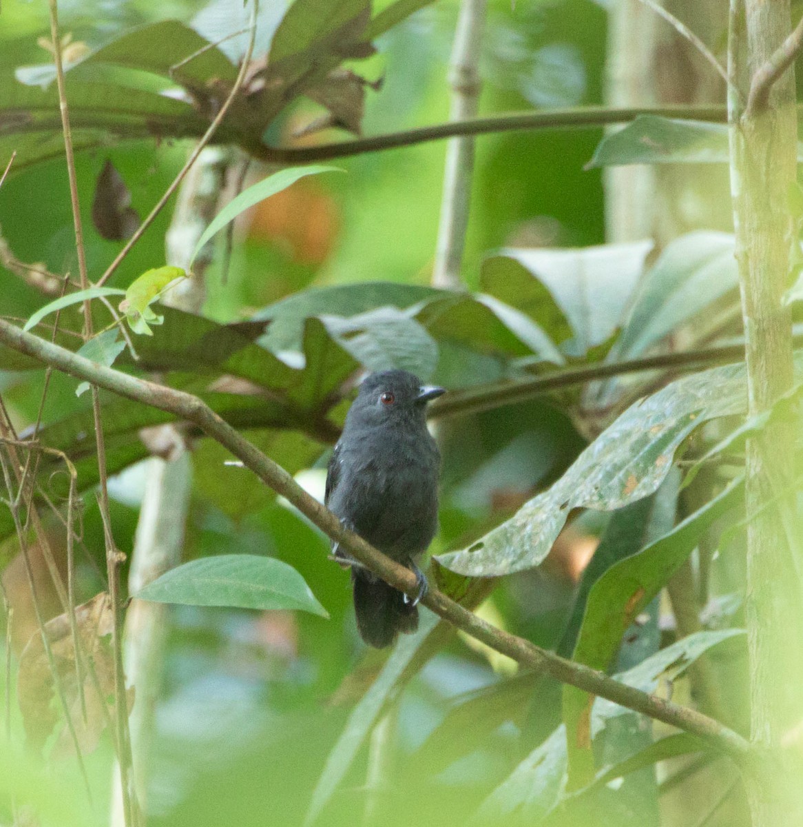 White-shouldered Antshrike - ML643944772