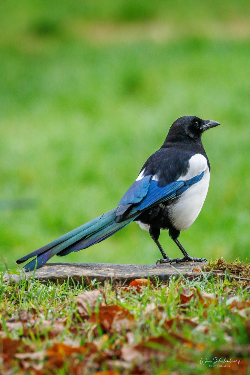 Eurasian Magpie - ML643944773