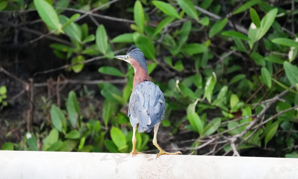 Green Heron - ML643944777