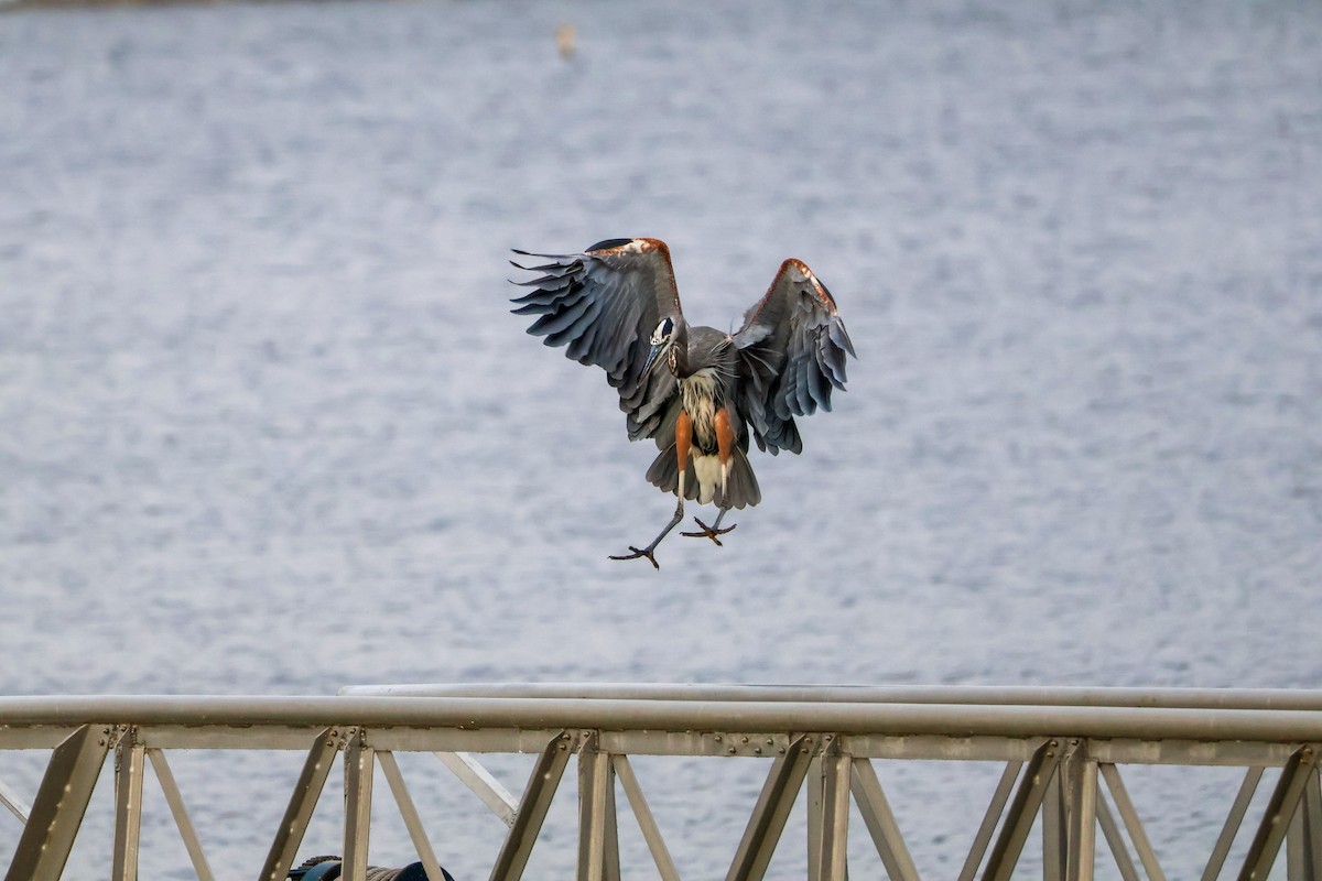 volavka velká - ML643944786