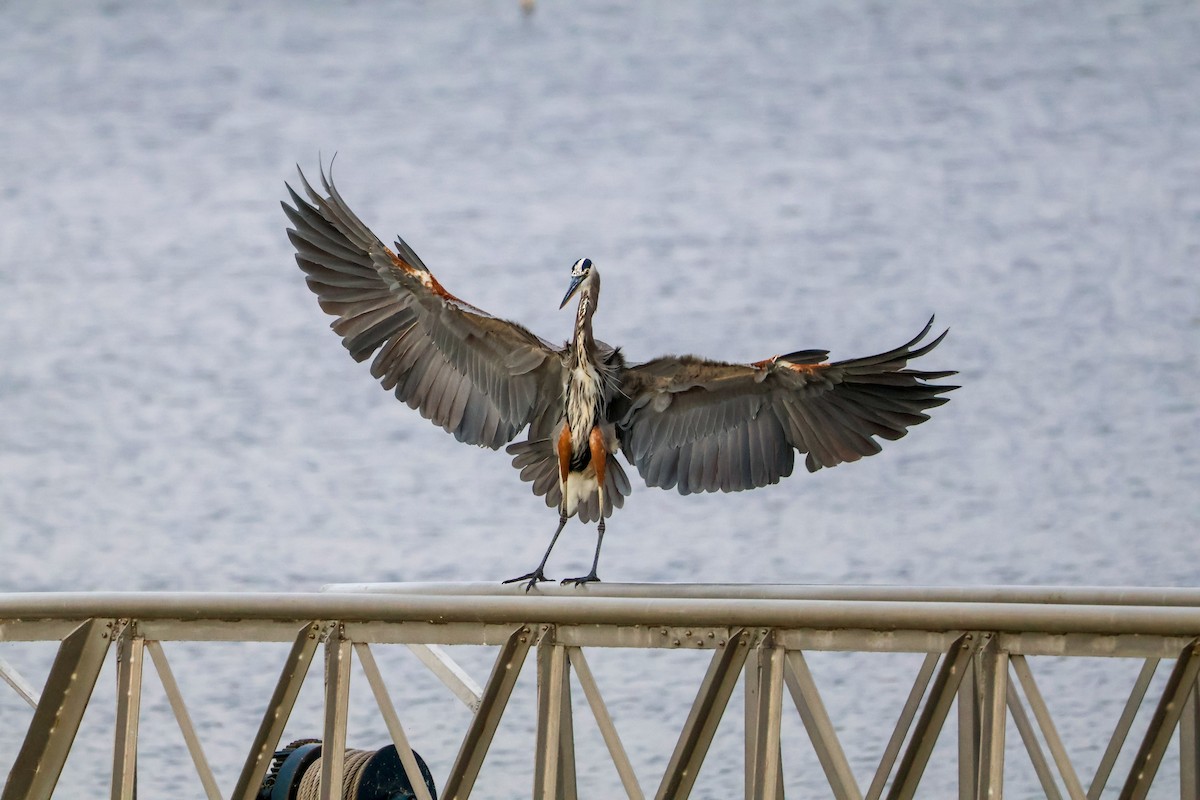 volavka velká - ML643944787