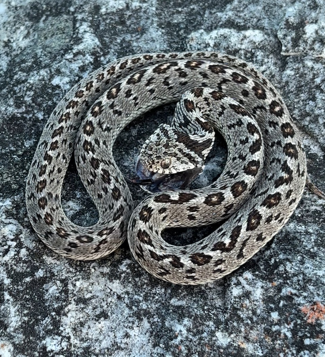 Eggeater - ML643944794