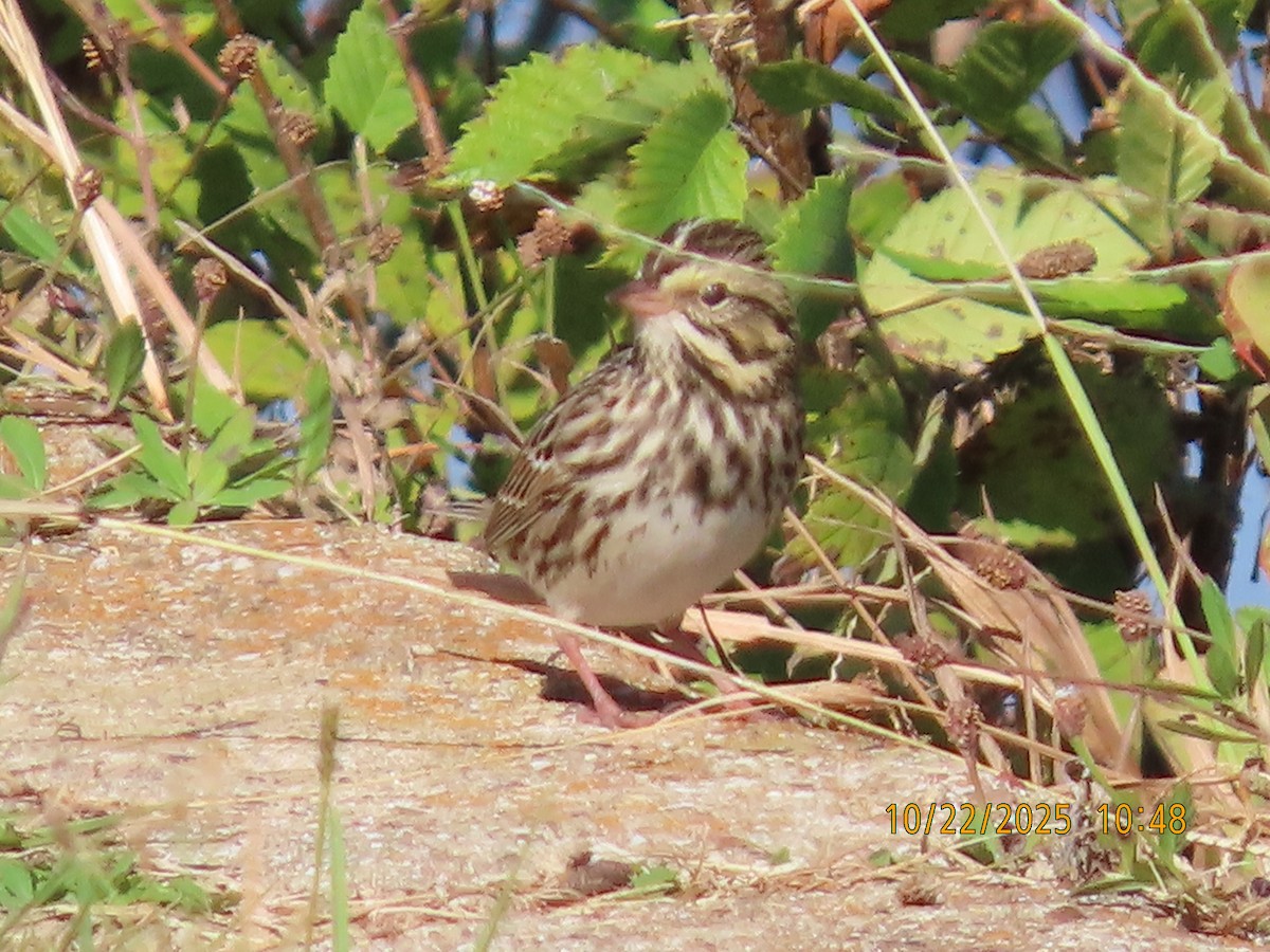 Savannah Sparrow - ML643944798