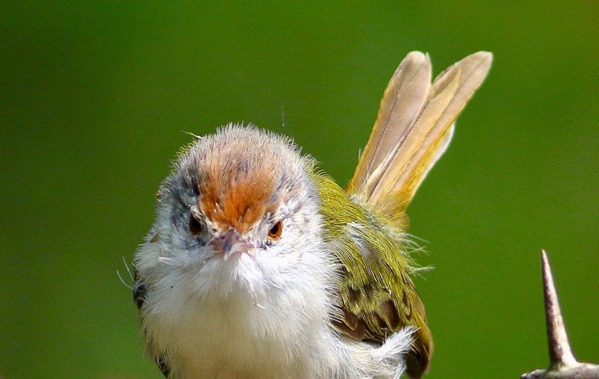オナガサイホウチョウ - ML643944824