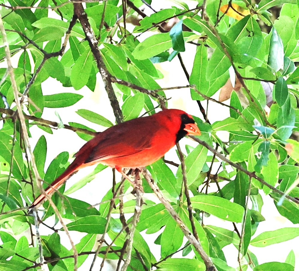 ショウジョウコウカンチョウ - ML643944849