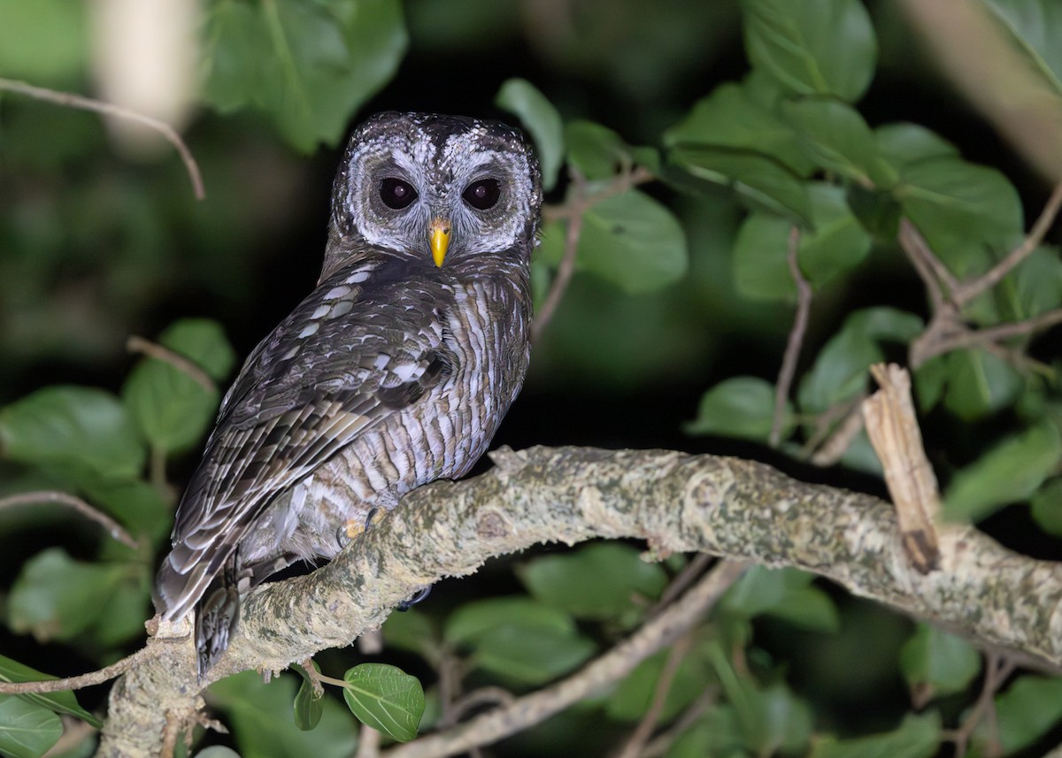 African Wood-Owl - ML643944856