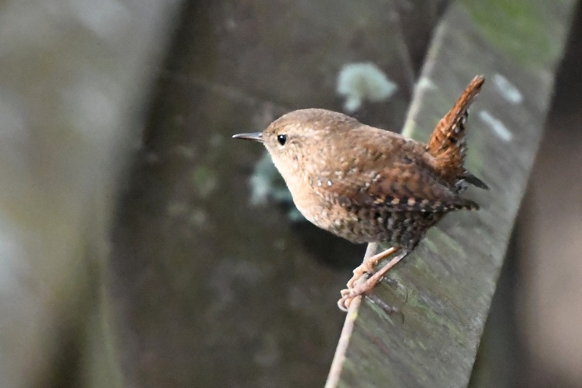 Winter Wren - ML643944858