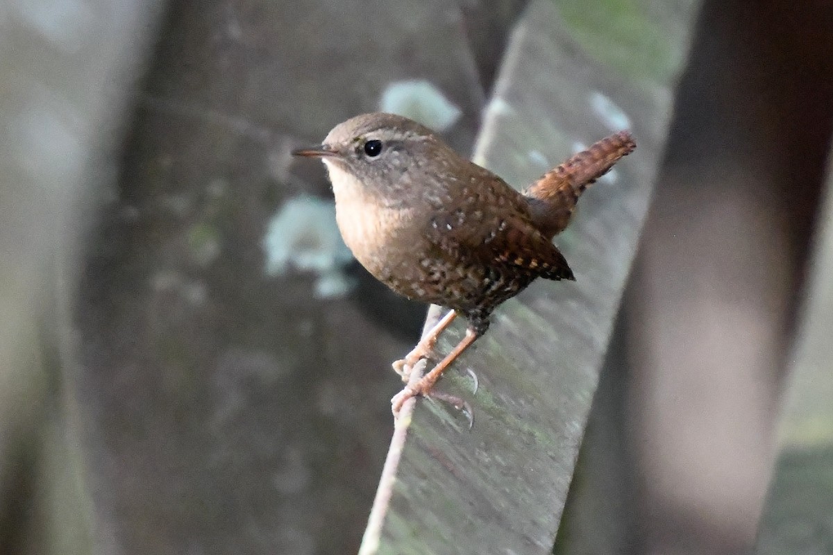Winter Wren - ML643944859