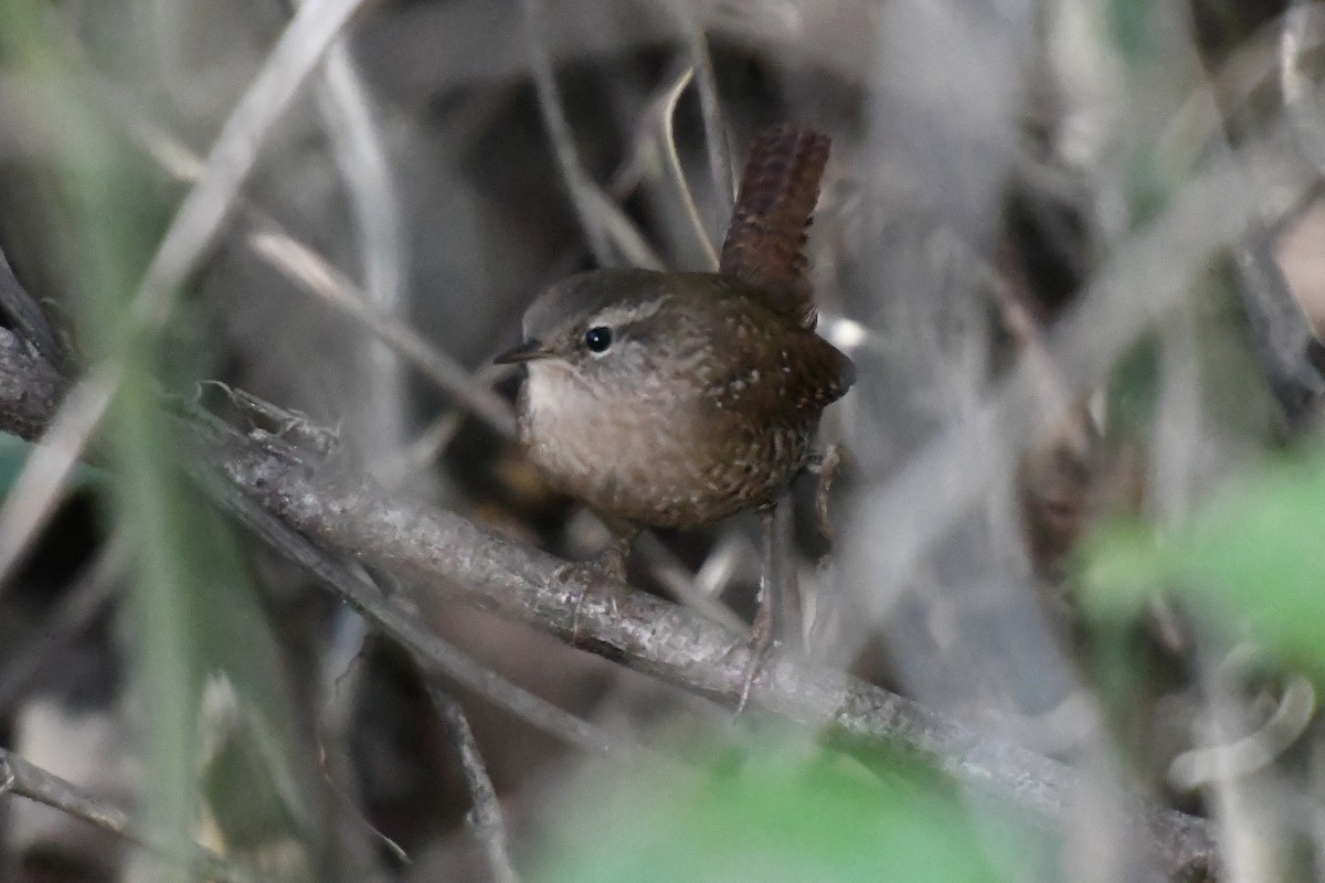 Winter Wren - ML643944860