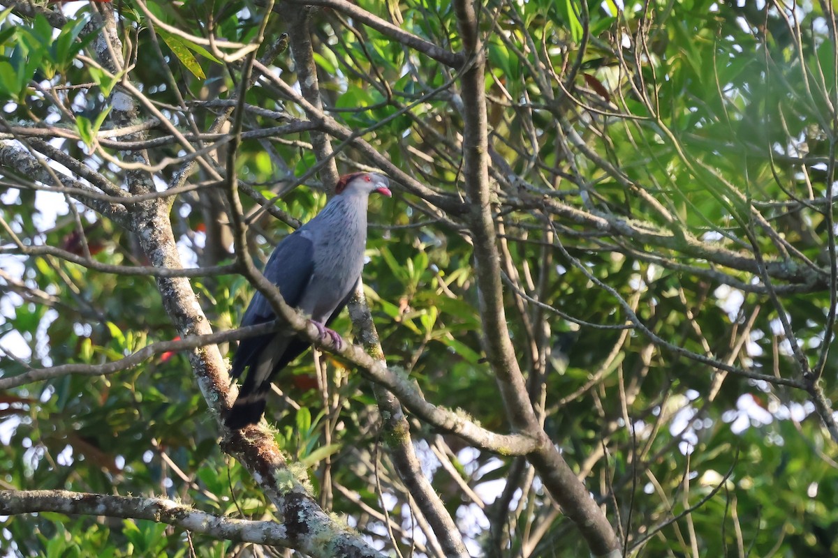 Topknot Pigeon - ML643944889