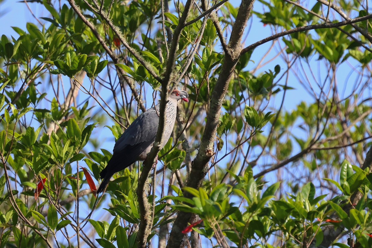 Topknot Pigeon - ML643944890