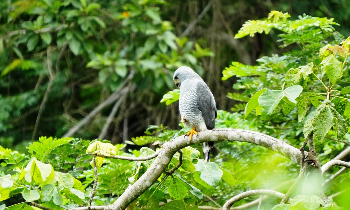 Gray Hawk - ML643944894