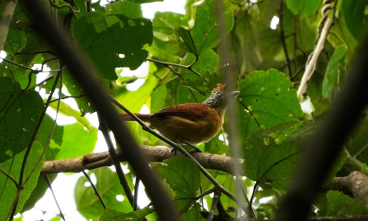 Barred Antshrike - ML643944902