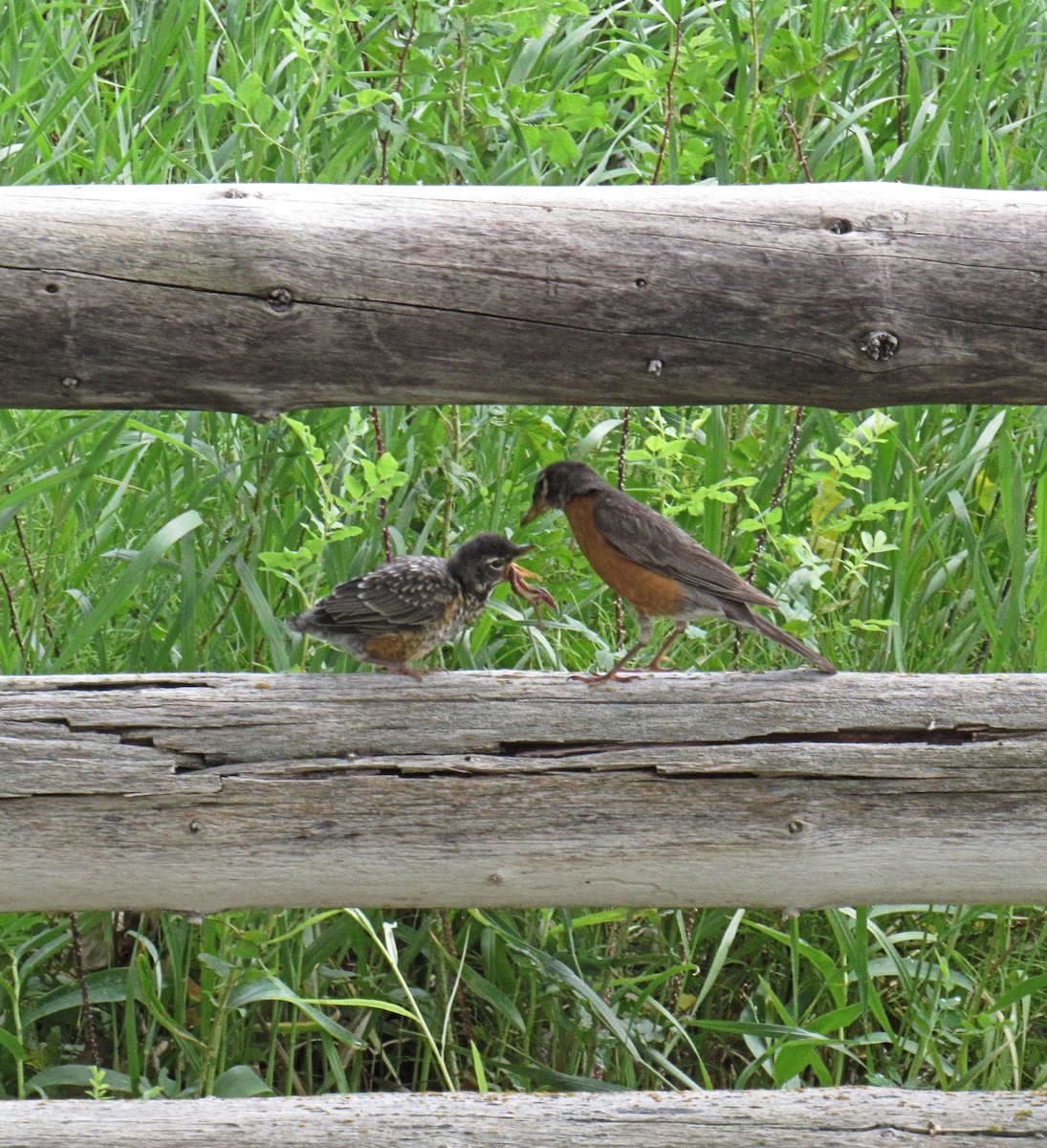 American Robin - ML64394491