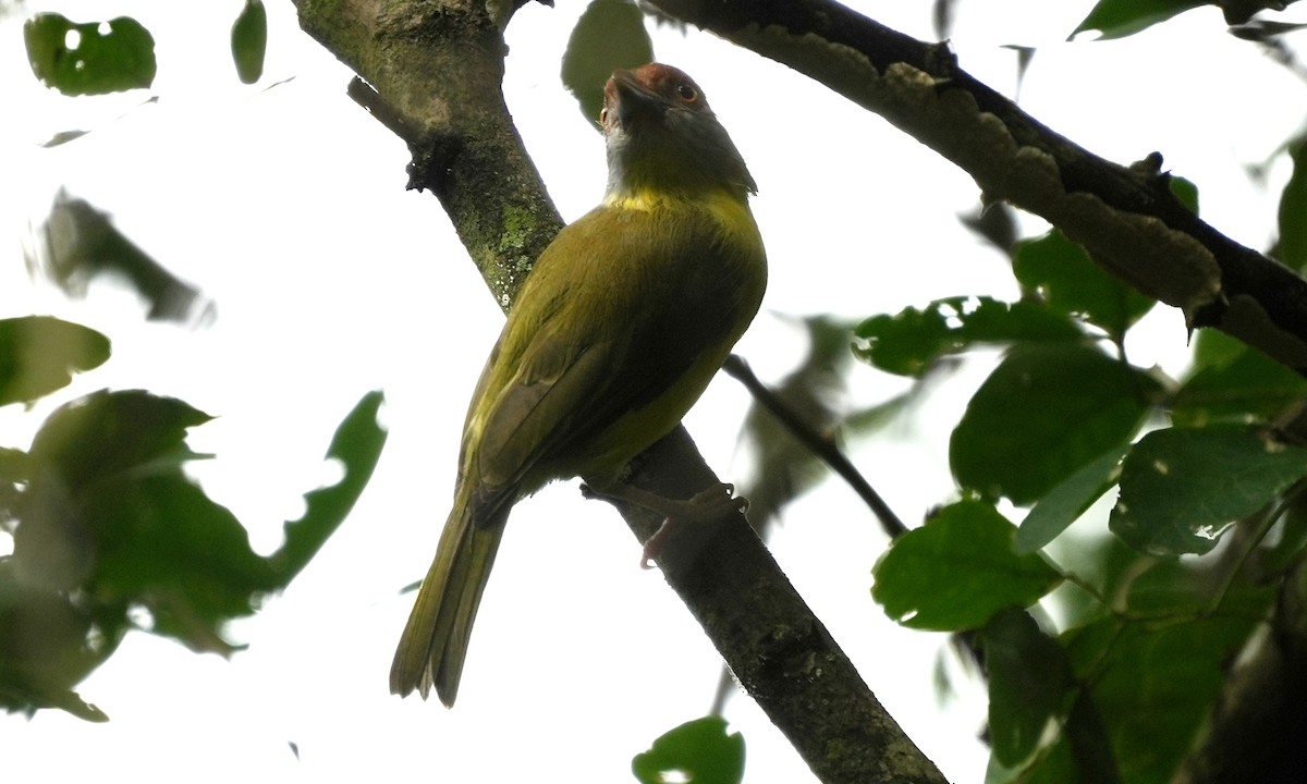 Rufous-browed Peppershrike - ML643944914