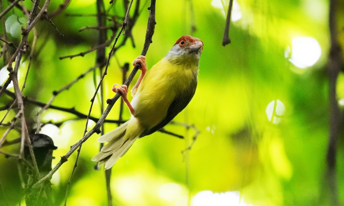 Rufous-browed Peppershrike - ML643944915