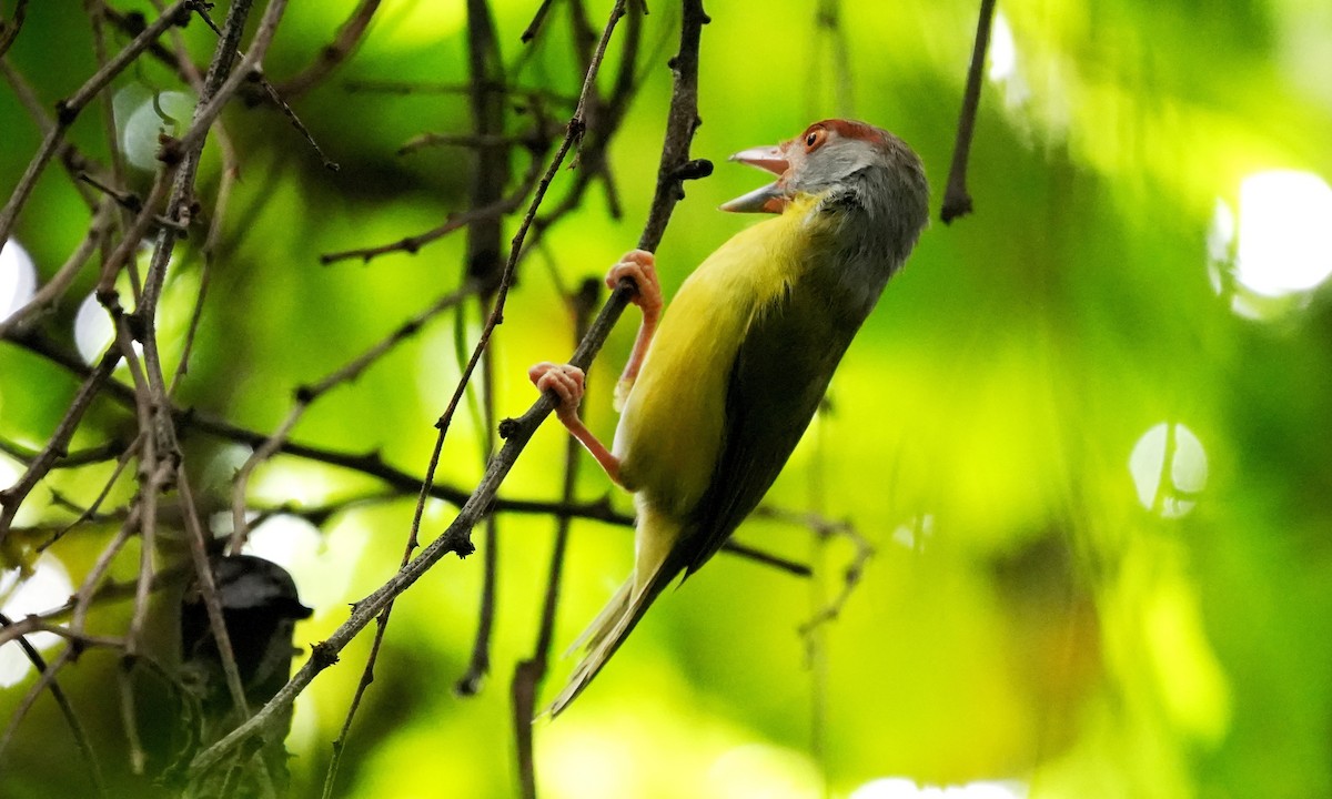 Rufous-browed Peppershrike - ML643944916