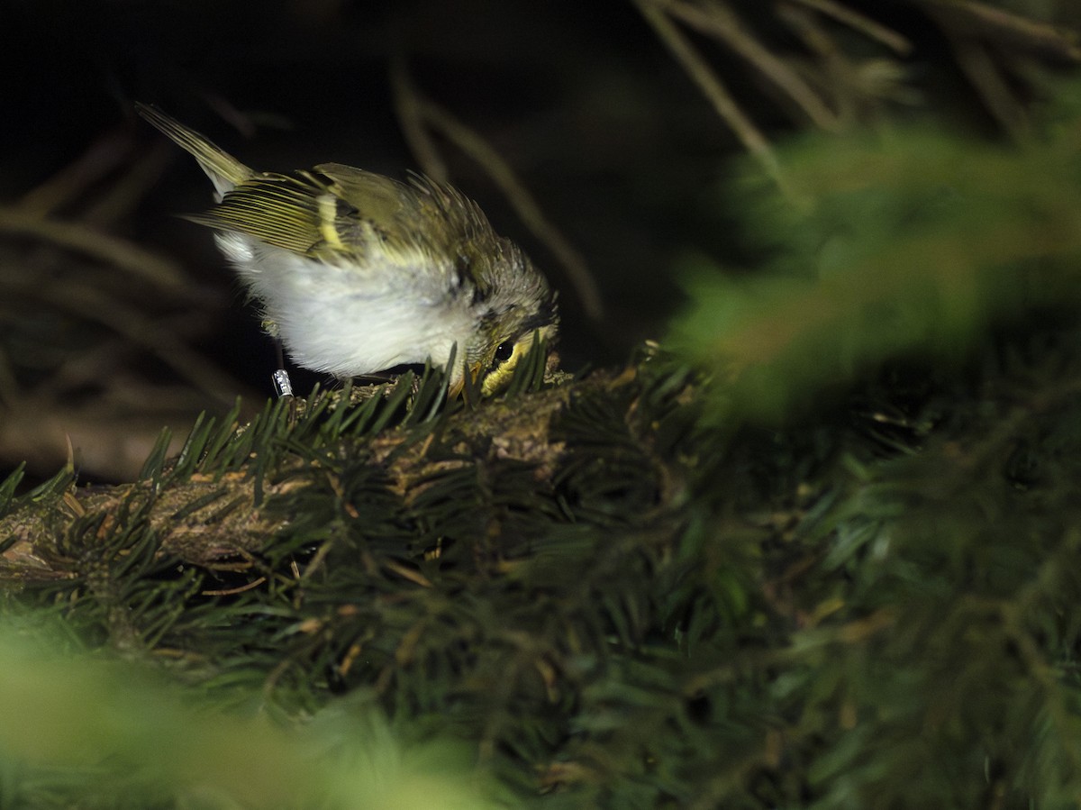 黃腰柳鶯 - ML643944926