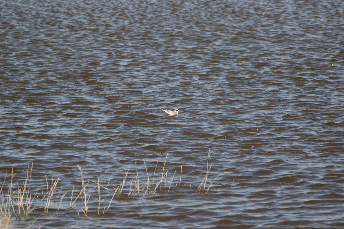 Forster's Tern - ML643944971