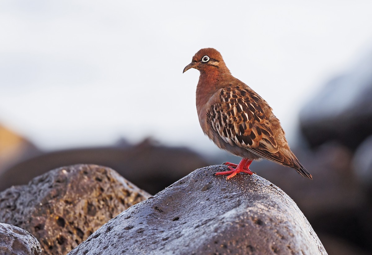 Galapagos Dove - ML643945039