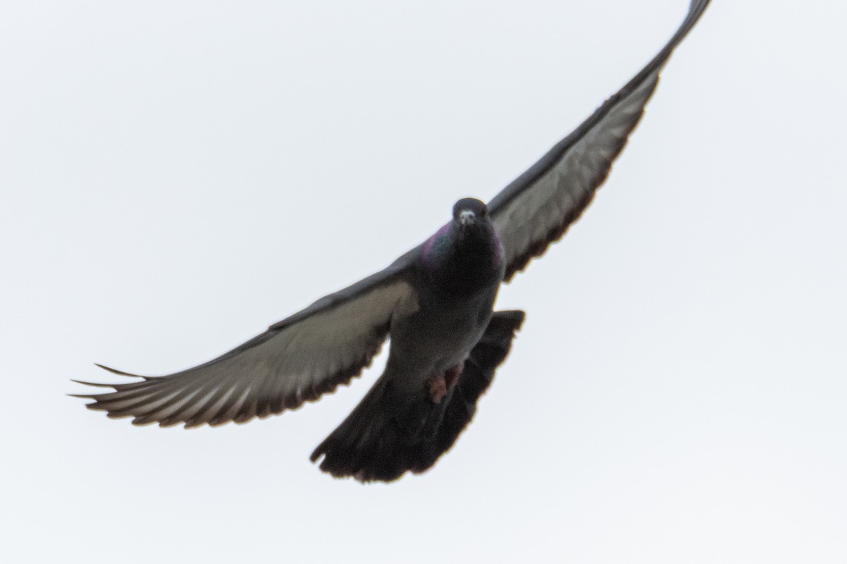 Rock Pigeon (Feral Pigeon) - ML643945045