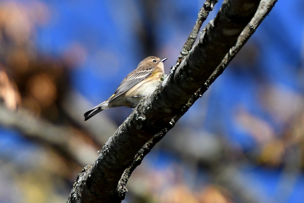Yellow-rumped Warbler - ML643945052