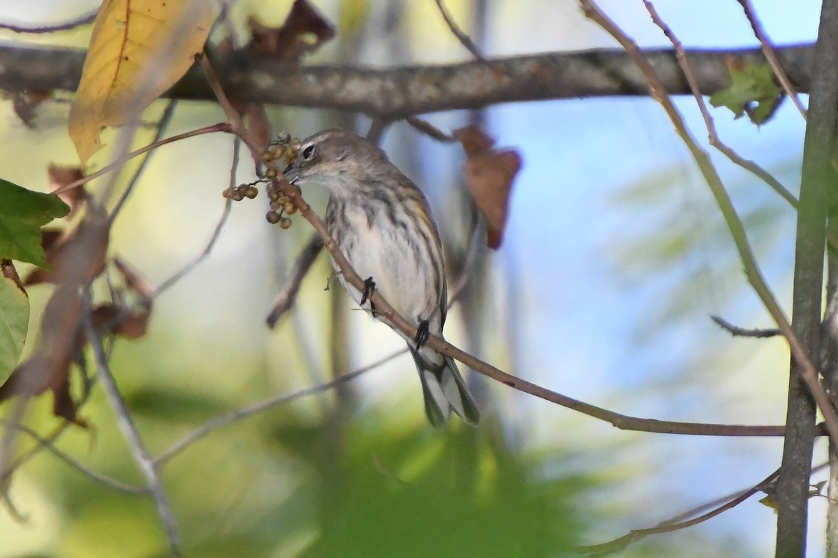Yellow-rumped Warbler - ML643945053