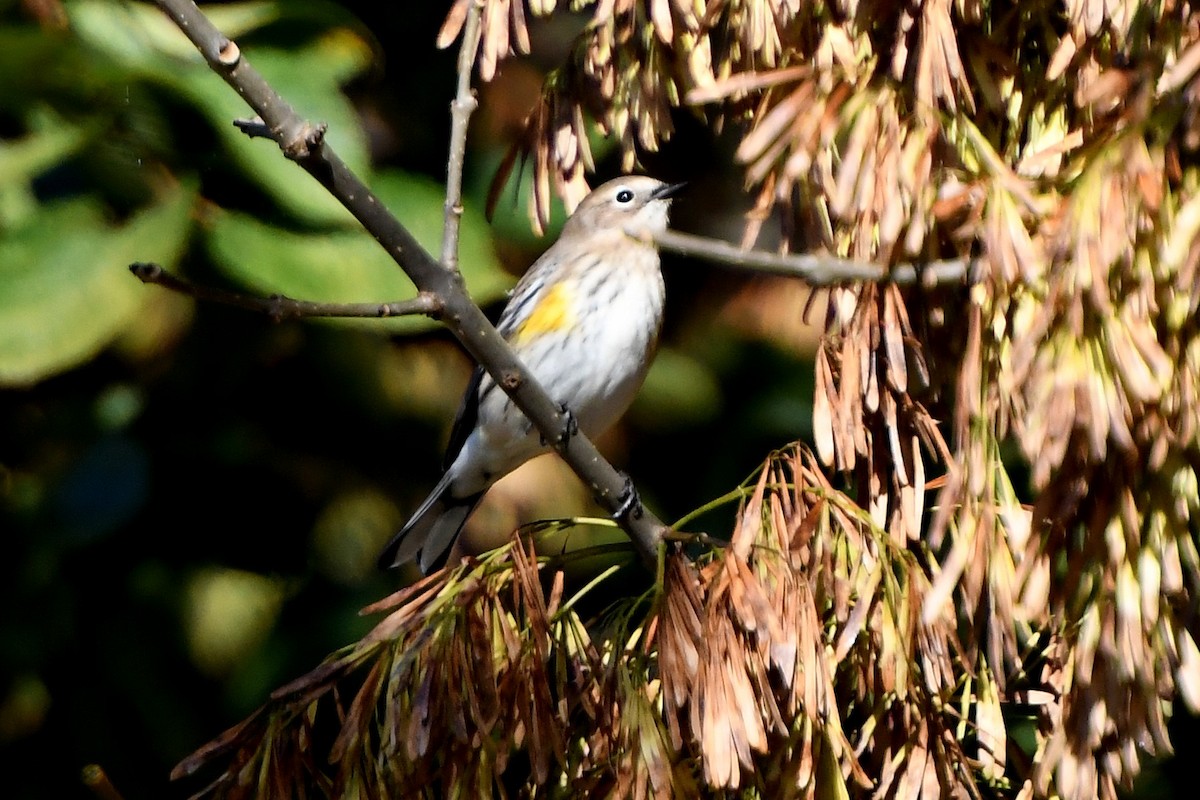 Yellow-rumped Warbler - ML643945054