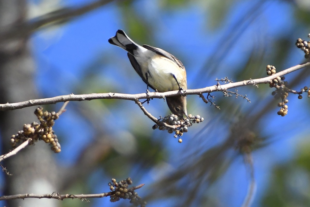 Yellow-rumped Warbler - ML643945055