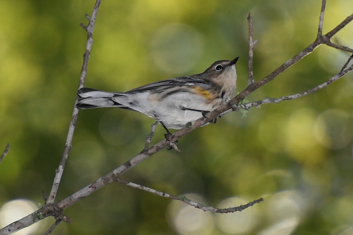 Yellow-rumped Warbler - ML643945057