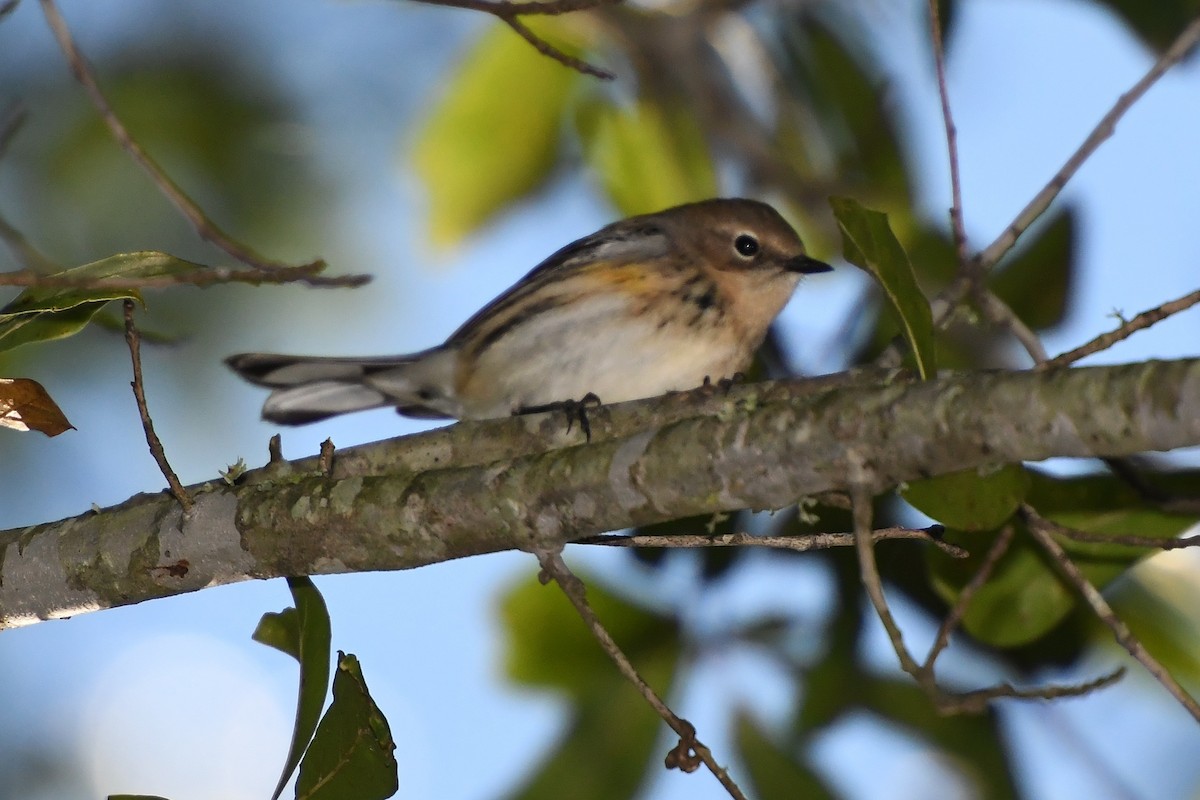 Yellow-rumped Warbler - ML643945059