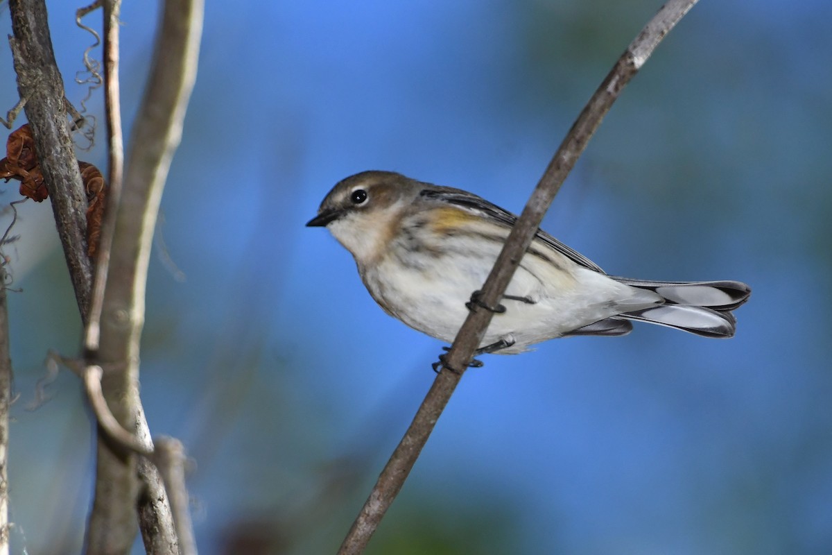 Yellow-rumped Warbler - ML643945060