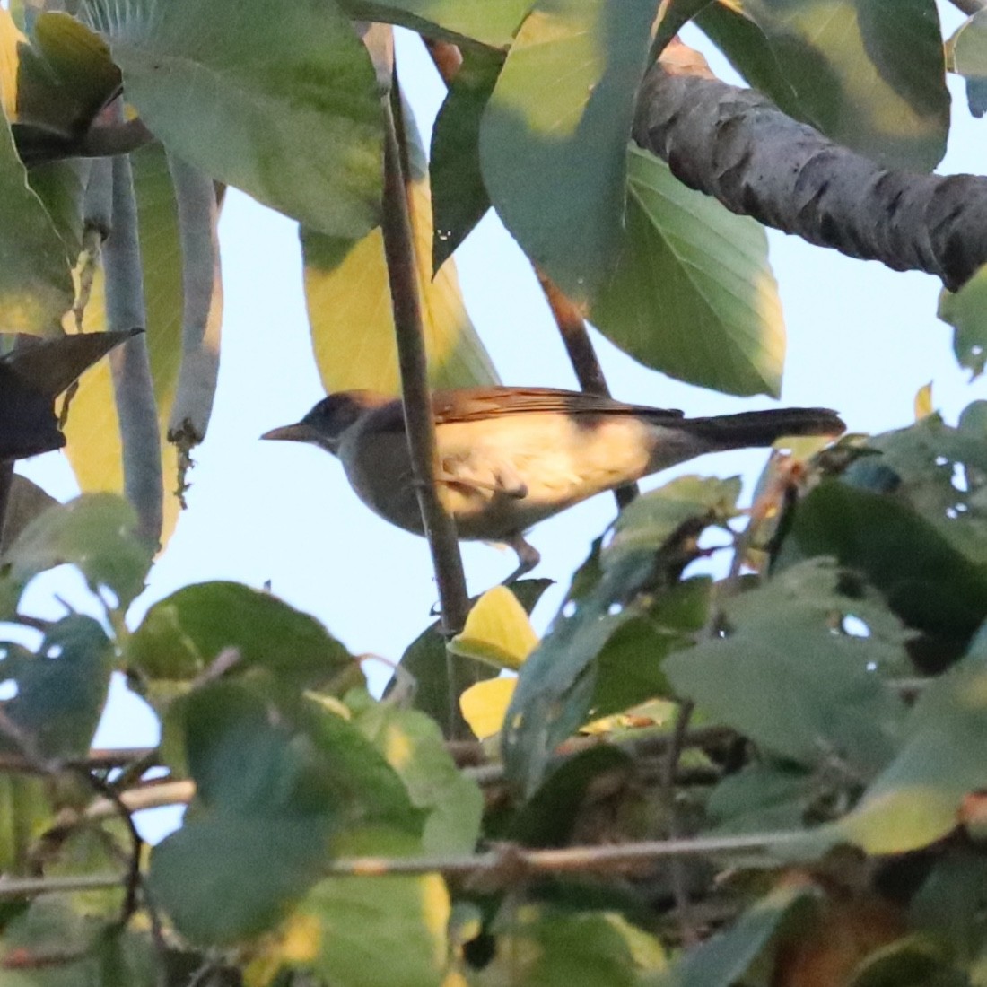 Creamy-bellied Thrush - ML643945085