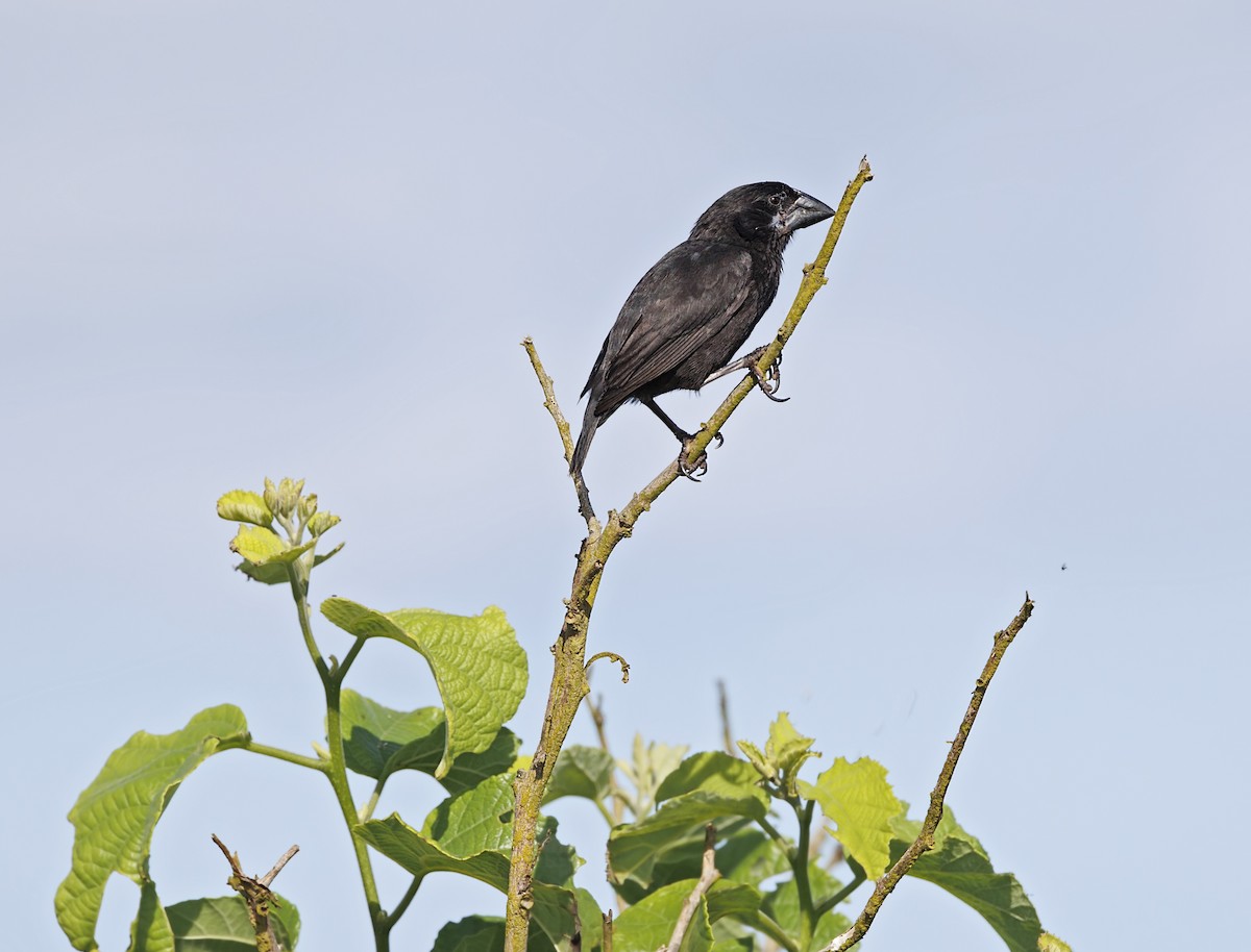 Española Ground-Finch - ML643945087