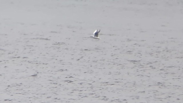 Bonaparte's Gull - ML643945093
