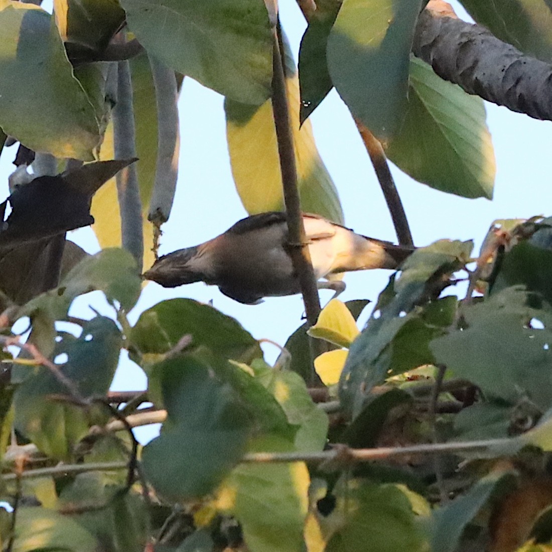 Creamy-bellied Thrush - ML643945096