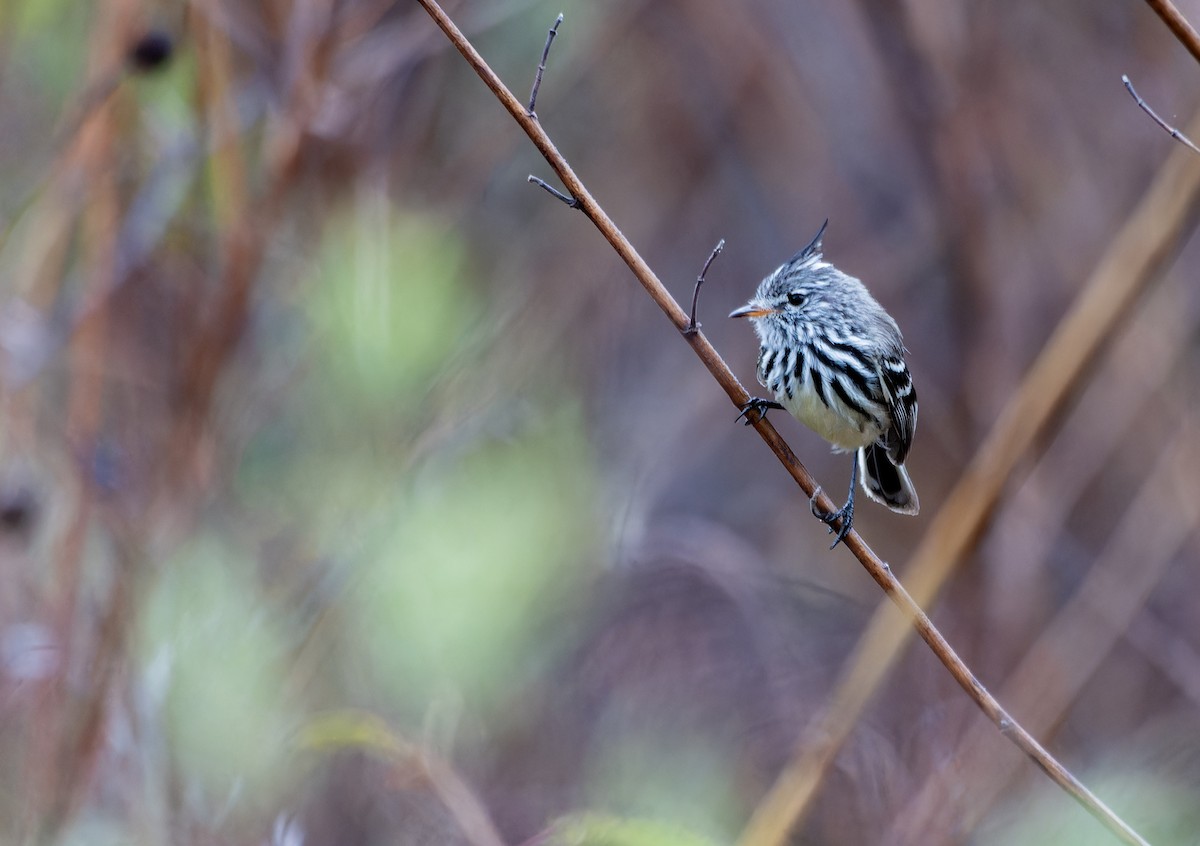 Yellow-billed Tit-Tyrant - ML643945101