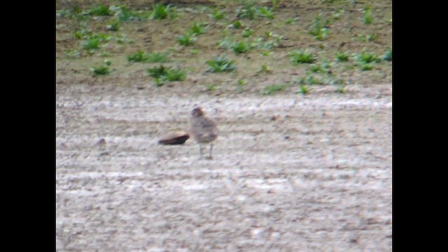 American Golden-Plover - ML643945129