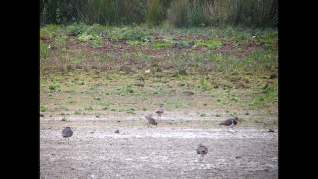 American Golden-Plover - ML643945130