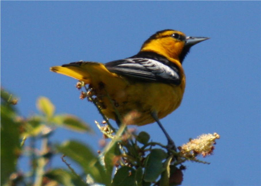 Bullock's Oriole - ML643945151